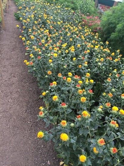 a bush of flowers